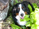 Basil, the BMD, in the hostas