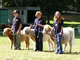 First and second in the junior heifer class